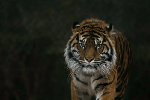 Amplifying Wildlife Vets International’s impact